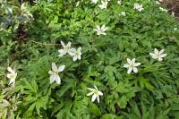 Anemone nemorosa