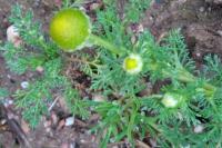 Matricaria discoidea