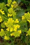 Barbarea vulgaris