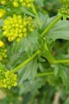 Barbarea vulgaris