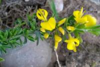 Genista pilosa
