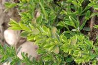 Genista pilosa