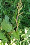 Rumex acetosa
