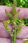 Rumex acetosa