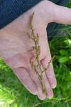 Rumex acetosa