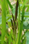 Carex vesicaria