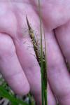 Carex vesicaria
