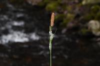 Carex riparia