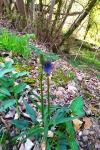 bota