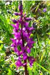 Orchis mascula