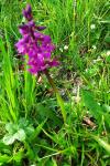Orchis mascula
