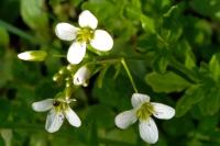 Cardamine amara