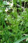 Cardamine amara