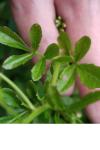 Cardamine amara