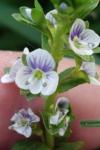 Veronica serpyllifolia