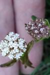 Valeriana dioica