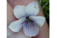 Viola palustris