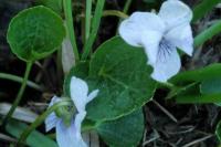 Viola palustris