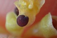Montia fontana subsp. minor