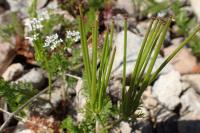 Scandix pecten-veneris