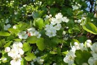 Crataegus laevigata