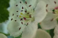 Crataegus laevigata