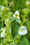 Veronica serpyllifolia