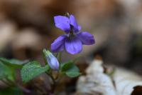 Viola
