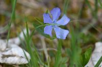 Vinca minor