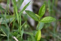 Vinca minor