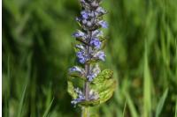 Ajuga reptans