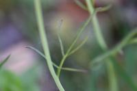 Cardamine pratensis