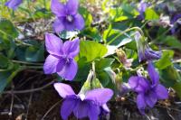 Viola riviniana