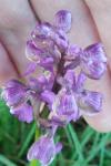 Anacamptis morio