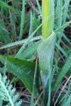 Anacamptis morio