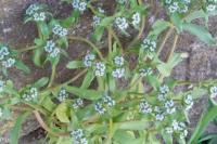 Valerianella locusta