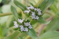Valerianella locusta