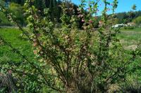 Ribes sanguineum