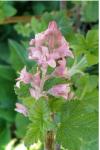 Ribes sanguineum