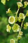 Ribes rubrum