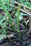 Equisetum fluviatile