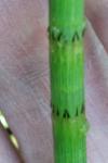 Equisetum fluviatile