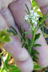 Cardamine flexuosa