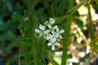 Cardamine flexuosa