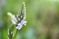 Dactylorhiza maculata