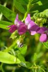 Vicia sepium