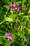 Vicia sepium