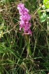 Orchis mascula
