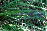 Orchis mascula