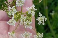 Anthriscus sylvestris
